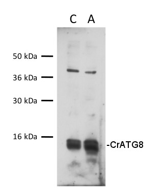 western blot using anti-CrATG8 antibodies